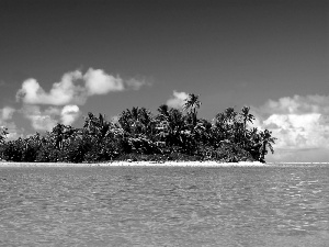 sea, Palms, Maldives, Island