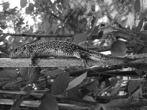 male, lizard, Zwinka