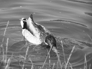 Mallard Duck, lake