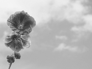 Flowers, mallow