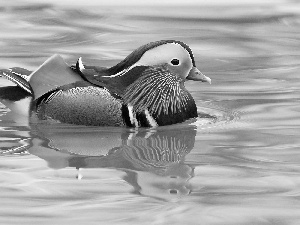 Beauty, duck, mandarine, Coloured