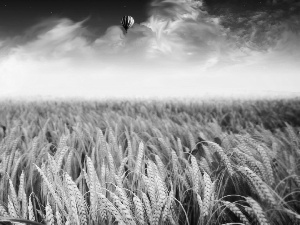 Field, Balloon, mantis, cereals