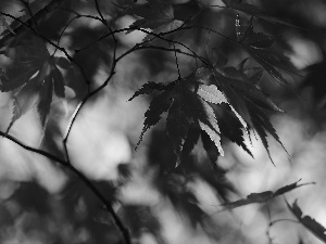 maple, Red, Leaf