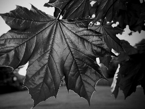 maple, Red, Leaf