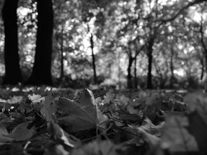 Leaf, maple