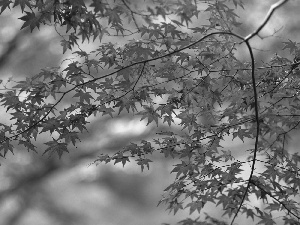 branch pics, Red, maple, Leaf