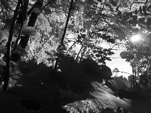 light breaking through sky, Leaf, maple