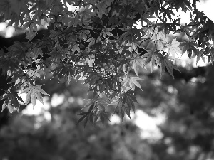 trees, Red, Leaf, maple