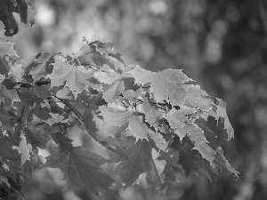 maple, Leaf, trees