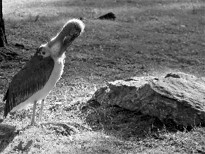 stork, marabou