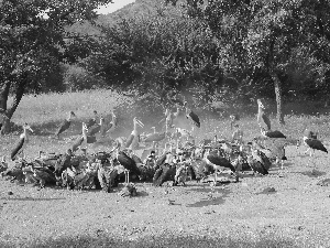 Vultures, marabouts