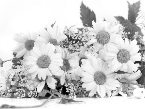 marguerites, bouquet, white