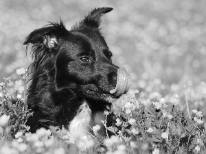 dog, Flowers, marigolds, Meadow