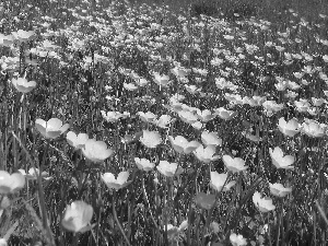 Meadow, marigolds