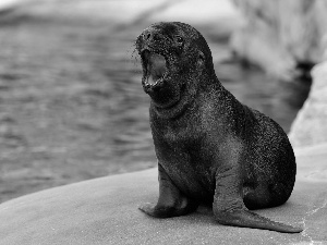 marine, small, Lion