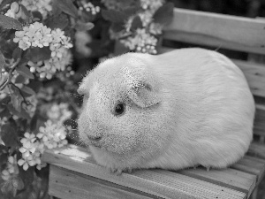 Bench, guinea pig, maritime