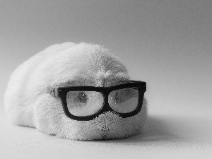 guinea pig, Glasses, Funny, maritime