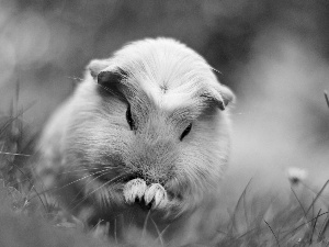 grass, guinea pig, maritime