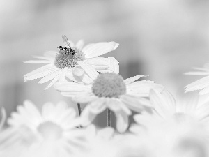Dendranthema Zawadskii, Insect, Marmalade Hoverfly, Flowers