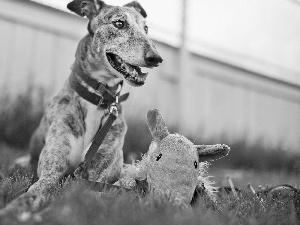 mascot, grass, dog-collar, Leash, dog