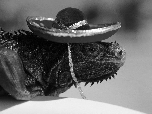 high, Hat, masquerade, lizard