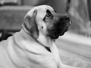 muzzle, English mastiff