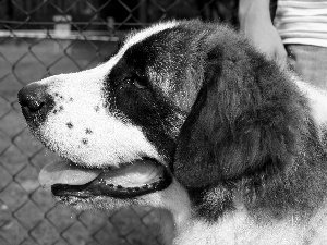 Head, Pyrenean mastiff