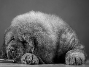 sleepy, Tibetan Mastiff