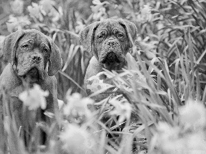 Two cars, Great Danes de Bordeaux