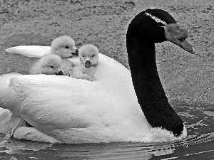 maternity, Swans, chick