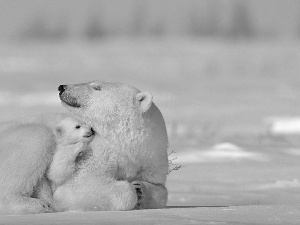 maternity, bear, polar