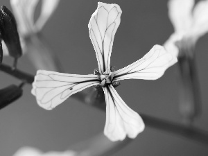Matthiola, White, Flowers