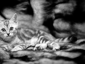 cat, British Shorthair