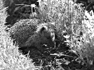 meadow, hedgehog, an