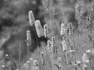 meadow, Plants, an