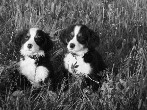 meadow, puppies, an