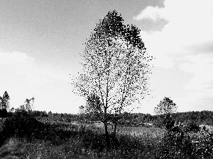 meadow, trees, an