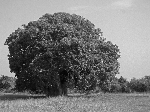 Baobab, Meadow