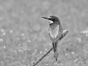 Meadow, color, birdies