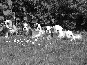 Meadow, puppies, Bulldogs