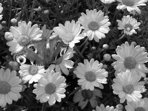 Peacock, daisy, butterfly