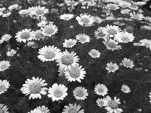 Meadow, Flowers, camomiles