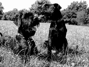 Two cars, Schnauzers, Meadow, puppies