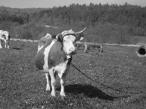 Meadow, Cow, chain