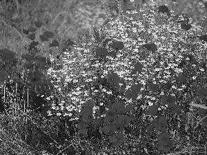 Meadow, papavers, chamomile