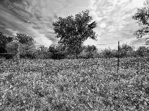 fence, trees, Meadow, clouds, Flowered, viewes