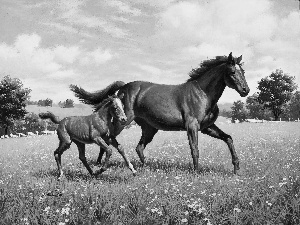 Meadow, Horse, picture, Arthur Saron Sarnoff, painting, Colt