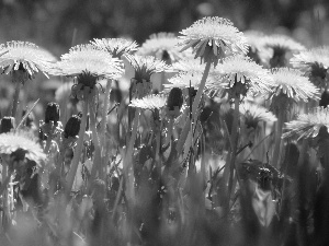 Meadow, puffball, common