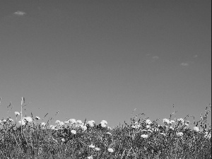 Sky, Common Dandelion, Meadow