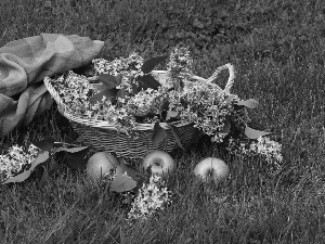 Meadow, composition, apples, basket, without